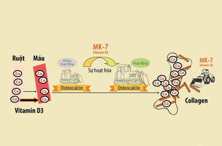 Vai trò của MK7 vitamin K2 với sức khỏe con người